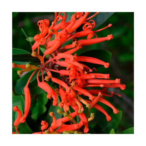 Notro - Sylfos - Imagen 2