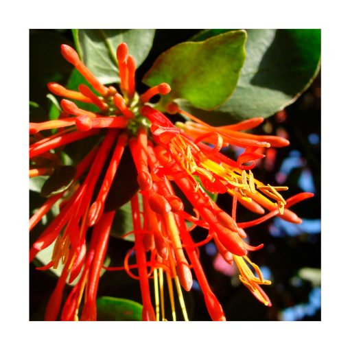 Quintral - Sylfos - Imagen 2