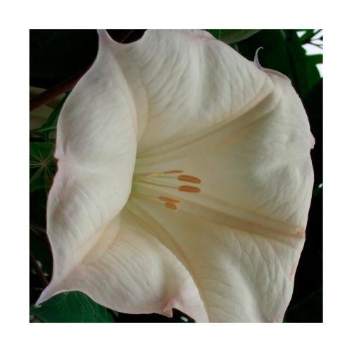 Toloache - Sylfos - Imagen 2