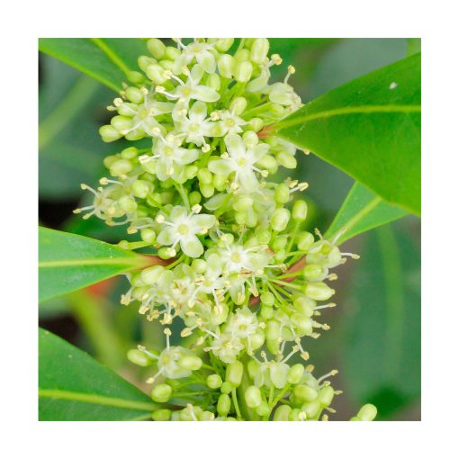 Yerba mate - Sylfos - Imagen 2