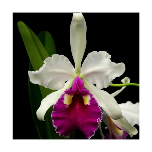 Orquídea Abundancia - Sylfos - Imagen 2