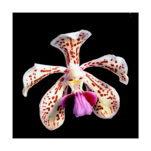 Orquídea Alegría - Sylfos - Imagen 2