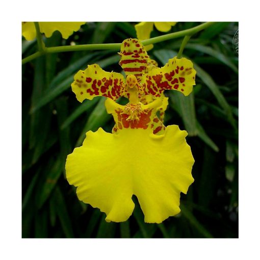 Orquídea del Amor - Sylfos - Imagen 2