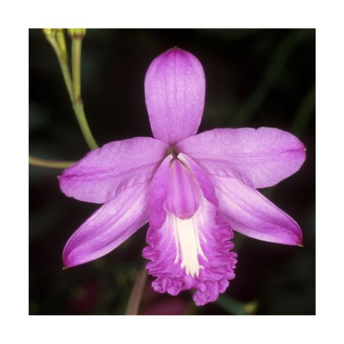 Orquídea de la Armonía - Sylfos - Imagen 2