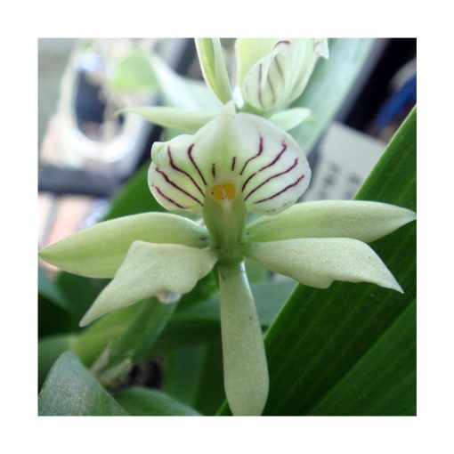 Orquídea Aurora - Sylfos - Imagen 2