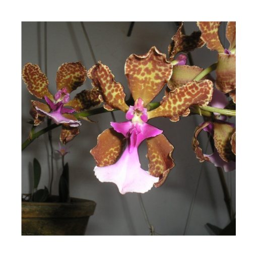 Orquídea Color - Sylfos - Imagen 2