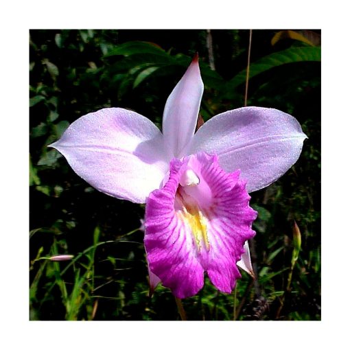Orquídea del Conocimiento - Sylfos - Imagen 2
