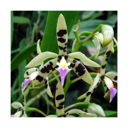 Orquídea Deva - Sylfos - Imagen 2