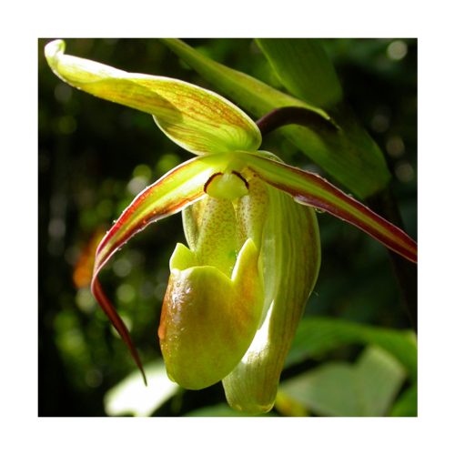 Orquídea del Equilibrio - Sylfos - Imagen 2