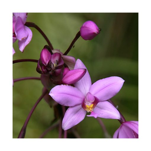 Orquídea de la Intuición - Sylfos - Imagen 2
