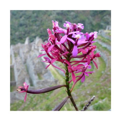 Orquídea de la Juventud - Sylfos - Imagen 2