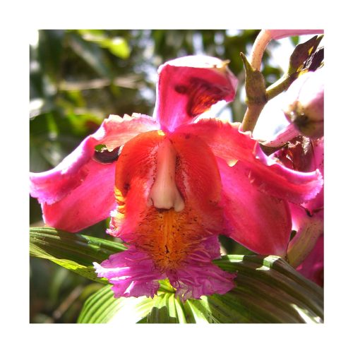 Orquídea de la Luz - Sylfos - Imagen 2