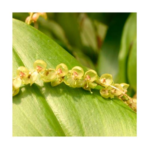 Orquídea de la Meditación - Sylfos - Imagen 2