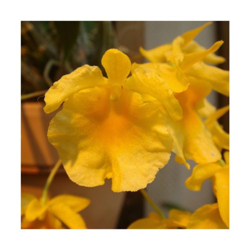 Orquídea de la Paz - Sylfos - Imagen 2