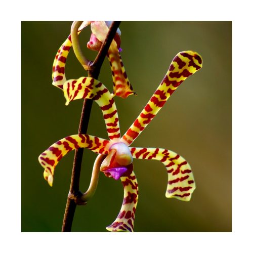 Orquídea de la Protección - Sylfos - Imagen 2