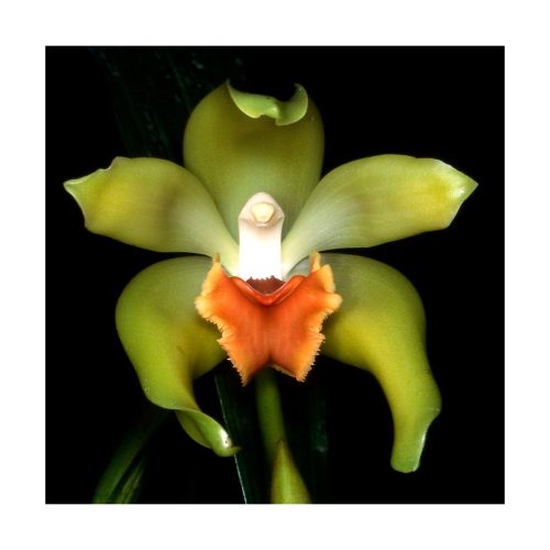 Orquídea de la Sabiduría - Sylfos - Imagen 2