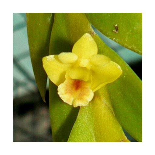 Orquídea de la Valentía - Sylfos - Imagen 2