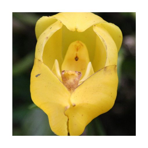 Orquídea Venus - Sylfos - Imagen 2