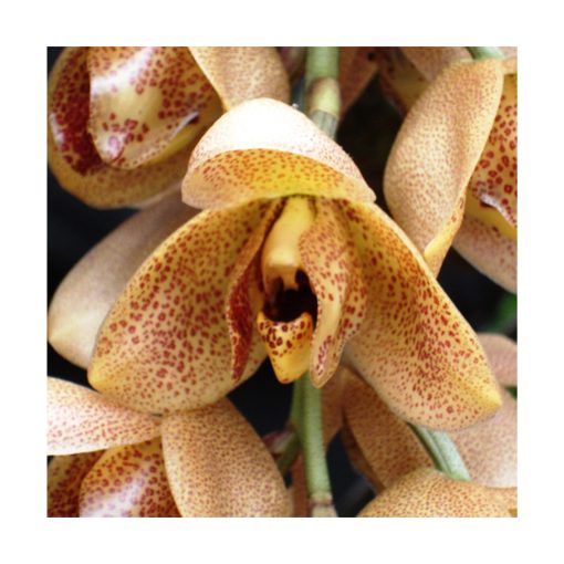 Orquídea Agresión - Sylfos - Imagen 2