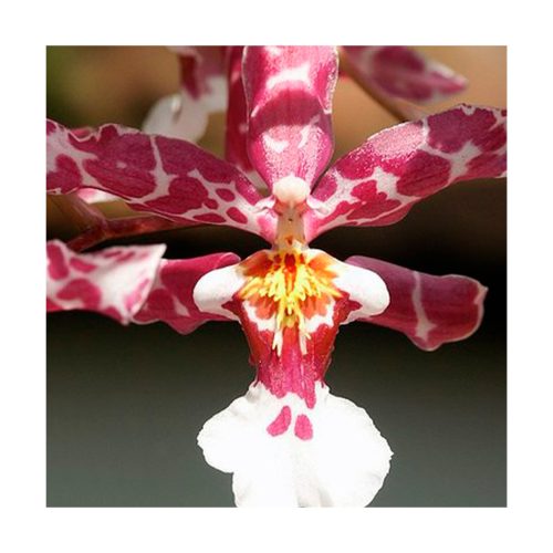 Orquídea Canalización - Sylfos - Imagen 2