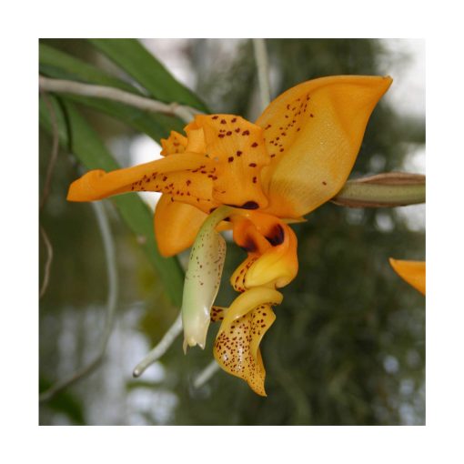 Orquídea Chocolate - Sylfos - Imagen 2