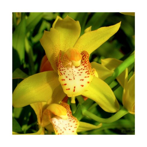 Orquídea Coordinación - Sylfos - Imagen 2