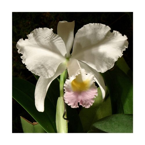 Orquídea de la Inspiración - Sylfos - Imagen 2