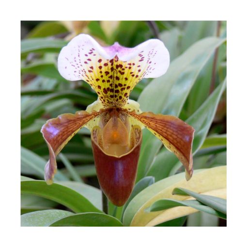 Orquídea de la Psiquis - Sylfos - Imagen 2