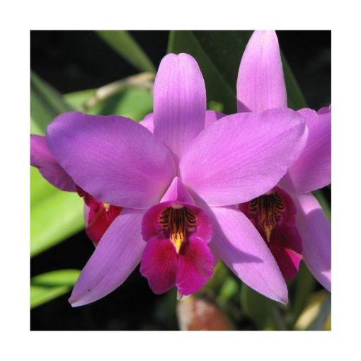 Orquídea del Ser Superior - Sylfos - Imagen 2