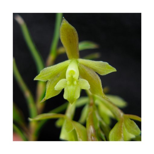 Orquídea Sol - Sylfos - Imagen 2