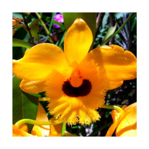 Orquídea de la Transformación - Sylfos - Imagen 2