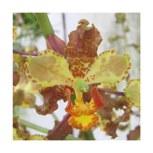Orquídea de la Unión - Sylfos - Imagen 2