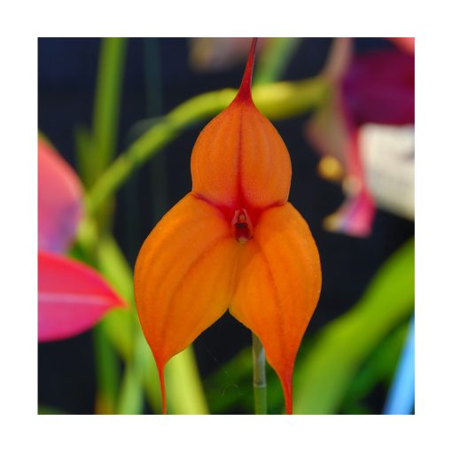 Orquídea Walkanki - Sylfos - Imagen 2