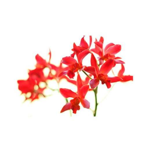 Orquídea del Corazón - Sylfos - Imagen 2
