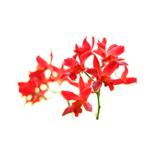 Orquídea del Corazón - Sylfos - Imagen 2
