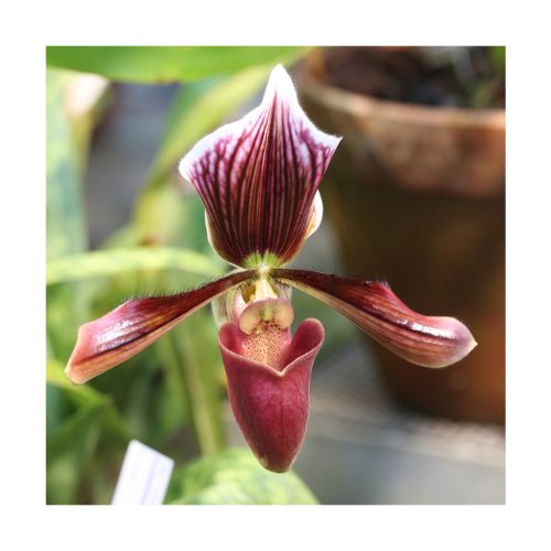 Orquídea de los Recuerdos - Sylfos - Imagen 2