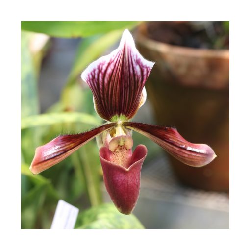 Orquídea de los Recuerdos - Sylfos - Imagen 2