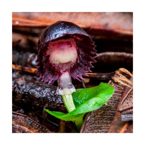 Orquídea Red Helmet - Sylfos - Imagen 2