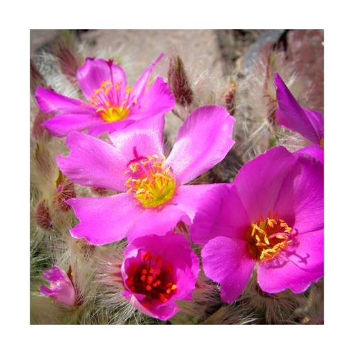 Calandrinia - Esencia Patagonia - Imagen 2