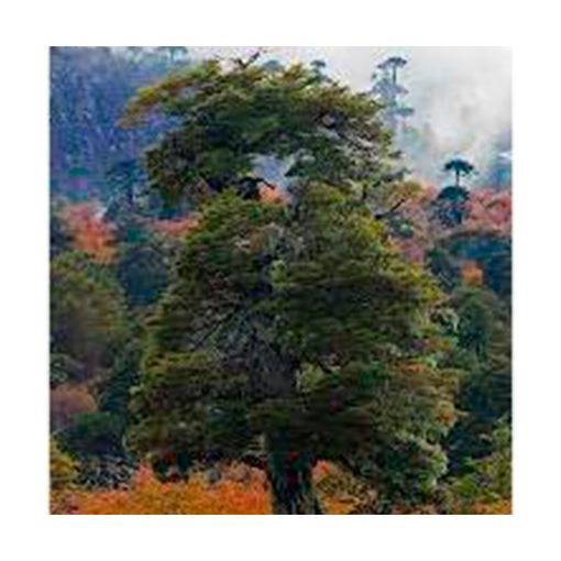 Coigüe - Esencia Patagonia - Imagen 2