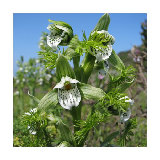 Flor del bigote - Esencia Patagonia - Imagen 2