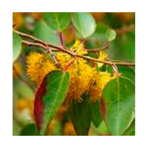 Maquicillo - Esencia Patagonia - Imagen 2