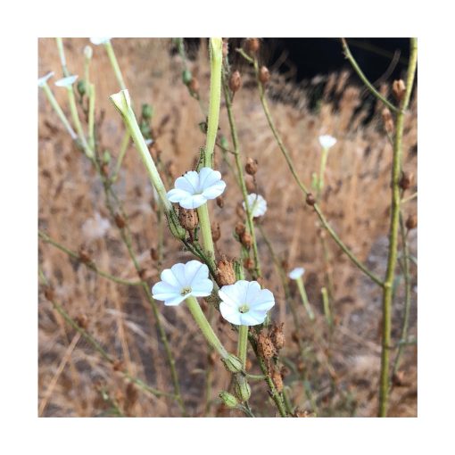 Nicotiana - Esencia Patagonia - Imagen 2