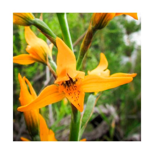 Orquídea amarilla - Esencia Patagonia - Imagen 2
