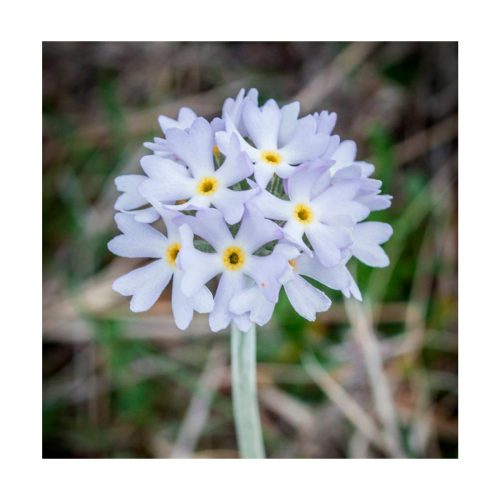 Primula - Esencia Patagonia - Imagen 2