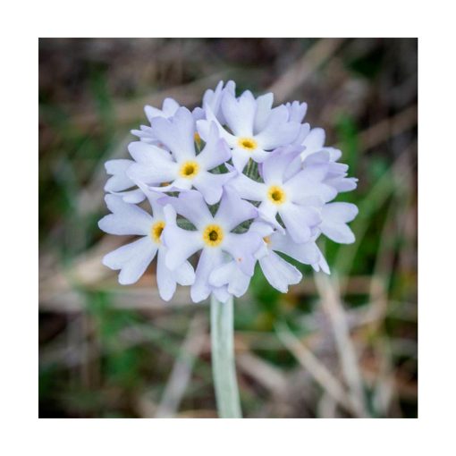 Primula - Esencia Patagonia - Imagen 2