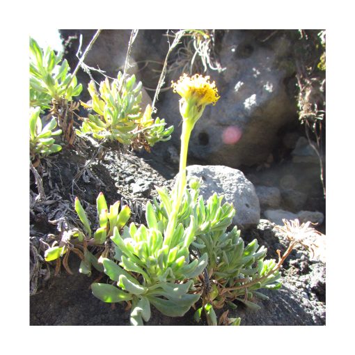 Senecio de Conguillío - Esencia Patagonia - Imagen 2