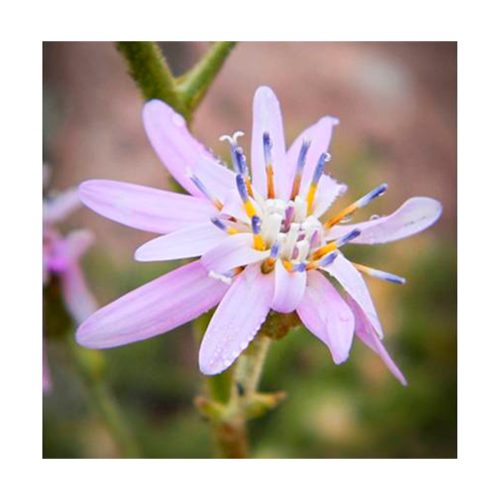 Estrellita lila - Esencia Patagonia - Imagen 2