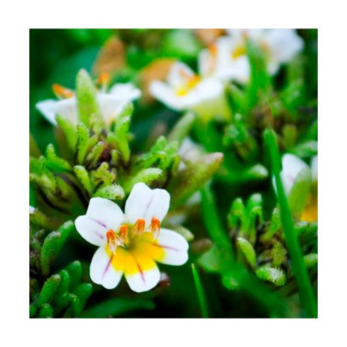 Eufrasia Antártica - Esencia Patagonia - Imagen 2
