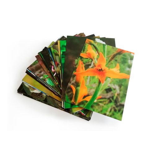 Cartas Kit Inicial (Esencias Patagonia) - Imagen 2